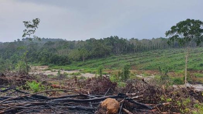 Bentuk Tim Khusus, Gakkum KLHK Kejar Buronan Perambah Hutan di Bangka