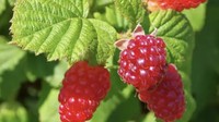 Raspberries juga mengandung kalsium. Jumlahnya sekitar 32 mg per setengah cup. Nutrisi lainnya, buah ini serat tinggi dan vitamin C. Foto: Times of India