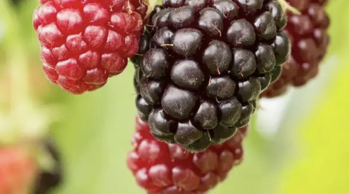 Ini Tayberry, Buah Hybrid Raspberry dan Blackberry yang Manis Asam