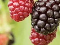 Ini Tayberry, Buah Hybrid Raspberry dan Blackberry yang Manis Asam