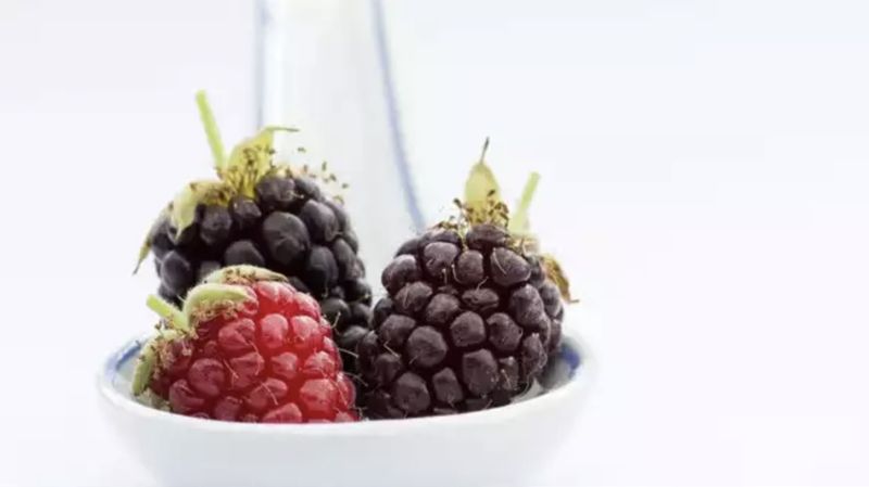 Ini adalah Tayberry, hibrida asam manis dari raspberry dan blackberry