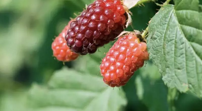 Ini Tayberry, Buah Hybrid Raspberry dan Blackberry yang Manis Asam