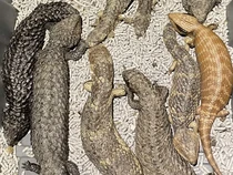 Polisi Bongkar Penyelundupan Kadal Senilai Rp 12 Miliar