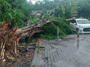 Pohon Sono Tumbang Timpa Mobil di Gresik Imbas Hujan Disertai Angin Kencang
