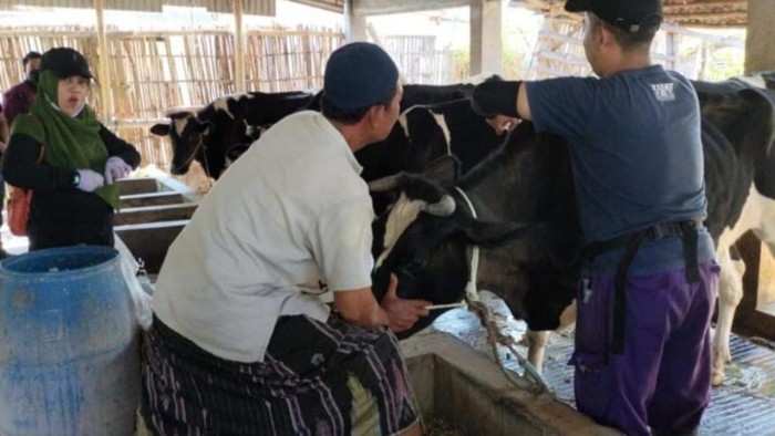 Populasi sapi perah di Pasuruan