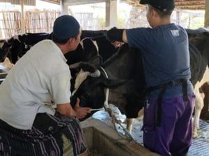 Populasi Sapi Perah di Pasuruan Terus Anjlok Imbas Penyakit Mulut dan Kuku
