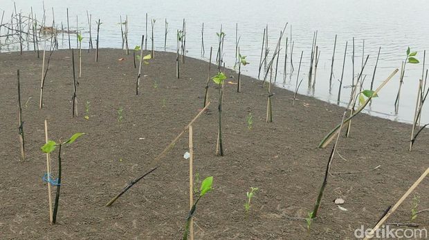 Pantai Arnavat Surodadi di Dukuh Deling, Desa Surodadi, Kecamatan Sayung, Demak