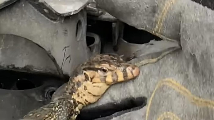 Seorang warga mendatangi kantor Damkar Depok. Warga meminta bantuan Damkar mengevakuasi biawak yang masuk ke kerangka motornya. (dok Damkar Depok)