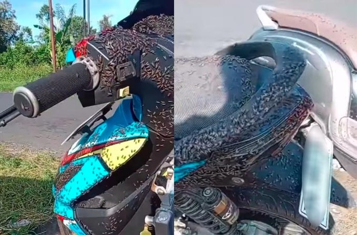 Serbuan lalat di Kintamani, Bangli, Bali, yang viral di media sosial. (Tangkapan layar)