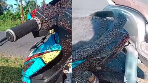 Serbuan lalat di Kintamani, Bangli, Bali, yang viral di media sosial. (Tangkapan layar)