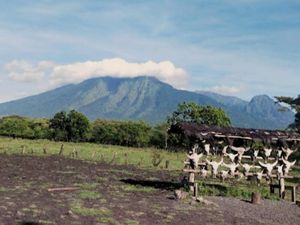 Wisata Taman Nasional Baluran Tutup Sebulan
