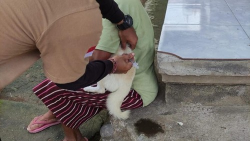 Vaksinasi emergency yang dilakukan petugas setelah adanya kasus gigitan anjing positif rabies di Desa Berangbang, Kecamatan Negara, Kabupaten Jembrana, Senin (8/1/2024).