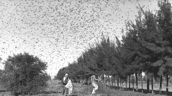 Pada sekitar abad ke-19, terjadi wabah belalang di perbatasan Amerika. Wabah ini tercatat sangat buruk saat terjadi di kawasan Great Plains tahun 1874. Saat itu, Great Plains dilanda oleh musim semi kering yang membuat belalang bertelur sangat banyak dan berkembang biak sangat cepat.Pada saat negara-negara mewajibkan setiap warganya untuk membunuh belalang sebanyak mungkin. Pada abad ke-20, belalang Rocky Mountain pun punah, dalam salah satu peristiwa paling aneh dalam sejarah Amerika. (Foto: istimewa)