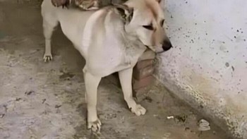 Saling mendukung... Foto: Boredpanda