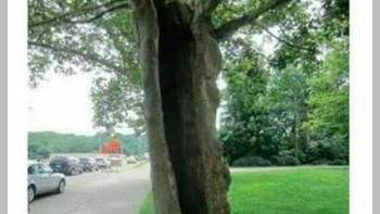 Bukan cuma pohonnya yang kopong, tapi hatiku sendiri sedang hampa. Foto: via Healthy Place