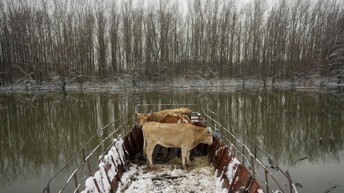 Momen Evakuasi Ratusan Hewan di Serbia yang Berhari-hari Terjebak Banjir Farmers transport cows from a flooded river island Krcedinska ada on Danube river, 50 kilometers north-west of Belgrade, Serbia, Tuesday, Jan. 9, 2024. After being trapped for days by high waters on the river island people evacuating cows and horses. (AP Photo/Darko Vojinovic)
