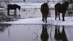Momen Evakuasi Ratusan Hewan di Serbia yang Berhari-hari Terjebak Banjir
