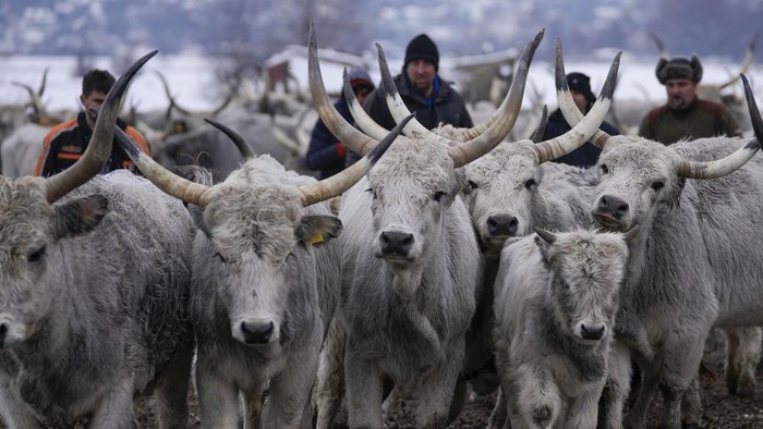 Momen Evakuasi Ratusan Hewan di Serbia yang Berhari-hari Terjebak Banjir Farmers transport cows from a flooded river island Krcedinska ada on Danube river, 50 kilometers north-west of Belgrade, Serbia, Tuesday, Jan. 9, 2024. After being trapped for days by high waters on the river island people evacuating cows and horses. (AP Photo/Darko Vojinovic)
