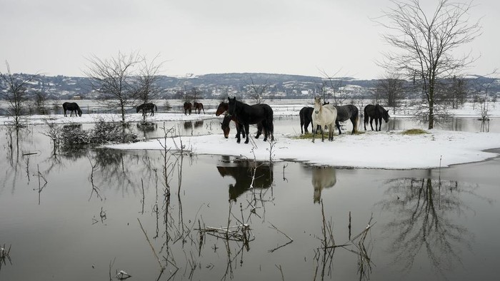 Momen Evakuasi Ratusan Hewan di Serbia yang Berhari-hari Terjebak Banjir Farmers transport cows from a flooded river island Krcedinska ada on Danube river, 50 kilometers north-west of Belgrade, Serbia, Tuesday, Jan. 9, 2024. After being trapped for days by high waters on the river island people evacuating cows and horses. (AP Photo/Darko Vojinovic)