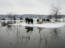 Momen Evakuasi Ratusan Hewan di Serbia yang Berhari-hari Terjebak Banjir