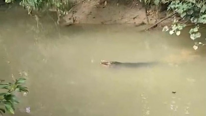 Seorang bocah perempuan berinisial DS (9) di Kabupaten Muna Barat, Sulawesi Tenggara (Sultra) hilang usai diterkam buaya di sungai.