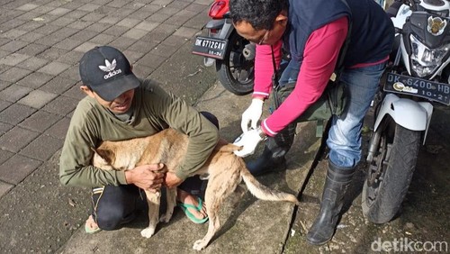 Petugas menyuntikkan vaksin rabies kepada sejumlah anjing di Tabanan, Bali.