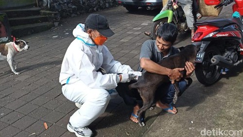 Petugas menyuntikkan vaksin rabies kepada sejumlah anjing di Tabanan, Bali.