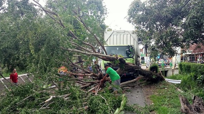 Pohon tumbang timpa pemotor di Playen, Gunungkidul, Rabu (10/1/2024).