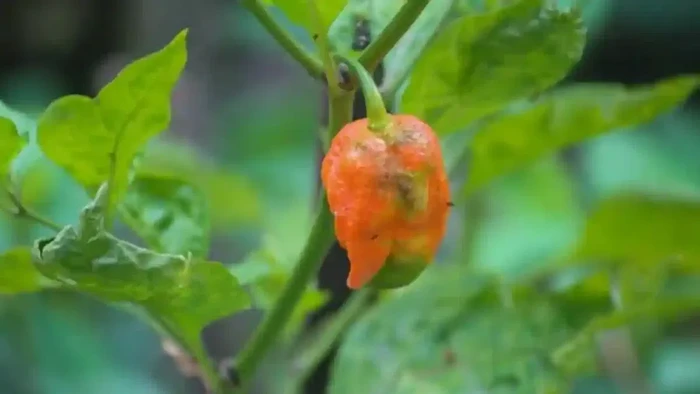rekor dunia makan cabe bhut jolokia dalam 31 detik