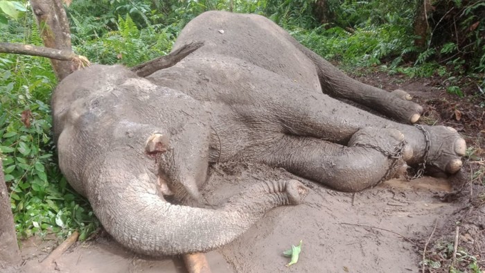 Foto: Gajah mati (Dok TNTN)