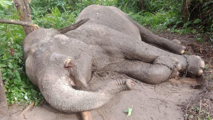 Foto: Gajah mati (Dok TNTN)
