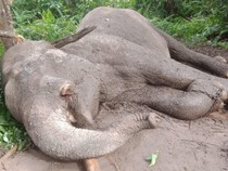 Dunia Konservasi Berduka, Anak Gajah Bernama Tari Mati!