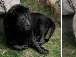 Deretan Foto Viral Ternyata Palsu, Hasil Editan Photoshop