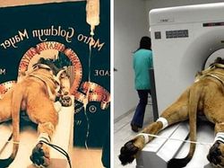 Deretan Foto Viral Ternyata Palsu, Hasil Editan Photoshop