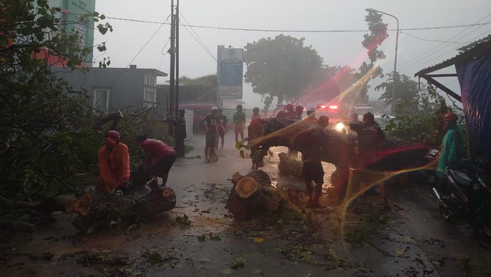 TRC BPBD Boyolali bersama relawan mengevakuasi pohon waru yang roboh ke tengah jalan raya Donohudan, Ngemplak dan menimpa satu motor Kamis (11/1/2024).