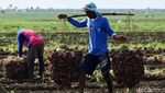 Intip Kesibukan Petani saat Panen Bawang Merah di Brebes