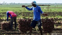 Bawang merah yang telah diikat dipikul dan dikumpulkan di satu tempat.