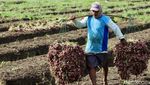 Intip Kesibukan Petani saat Panen Bawang Merah di Brebes