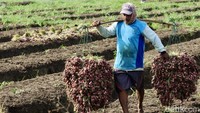 Wanasari merupakan salah satu sentra produksi bawang merah unggulan di Indonesia.  