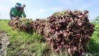 Namun di tengah panen raya ini, para petani masih mengeluhkan kelangkaan pupuk.  