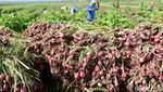 Intip Kesibukan Petani saat Panen Bawang Merah di Brebes