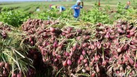 Berdasarkan data BPS, luas panen bawang merah di Kabupaten Brebes mencapai 32.509 hektare. Rata-rata produksinya mencapai 383.680 ton.  