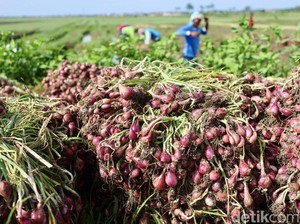 Gagal Panen Jadi Biang Kerok Bawang Merah Tembus Rp 80.000/Kg