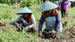 Intip Kesibukan Petani saat Panen Bawang Merah di Brebes