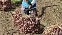 Badan Pusat Statistik (BPS) mengungkap pada awal Januari 2024 ini, ada beberapa komoditas pangan yang mulai mengalami kenaikan harga. Plt Kepala BPS Amalia Adininggar Widyasanti mengatakan saat ini ada 340 kabupaten/kota yang mengalami kenaikan harga bawang merah.  