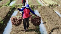 Menurut Plt Kepala BPS Amalia Adininggar Widyasanti, kenaikan bawang merah mencapai 14,77%. Saat ini harganya secara rata-rata nasional pada level Rp 38.404 per kilogram (kg).  