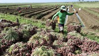 Para petani melakukan panen bawang merah di Desa Kertabesuki, Wanasari, Kabupaten Brebes, Jawa Tengah, Kamis (11/1/2024).