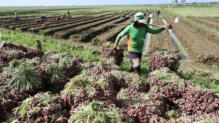Intip Kesibukan Petani Panen Bawang Merah di Brebes Sejumlah petani di Desa kertabesuki, kec wanasari, Kabupaten Brebes, Jawa Tengah, memanen bawang merah, Kamis (11/1/2024). Berdasarkan data BPS, luas panen bawang merah di Kabupaten Brebes mencapai 32.509 hektare. Rata-rata produksinya mencapai 383.680 ton.