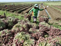 Intip Kesibukan Petani saat Panen Bawang Merah di Brebes