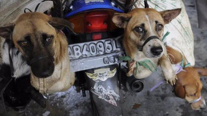Korea Selatan resmi larang perdagangan daging anjing, bagaimana di Indonesia?